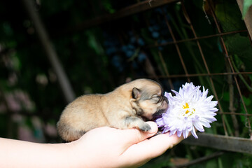 Obraz premium pomeranian spitz puppy with flower