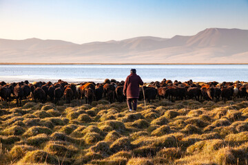 La bergère et son troupeau de moutons - 461563754