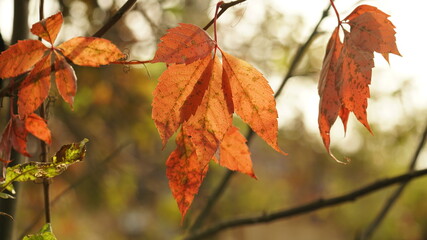 red maple leaves