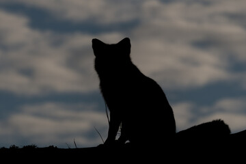 A silhouette of a beautiful red fox during sunset, photographed in the dunes of the Netherlands.
