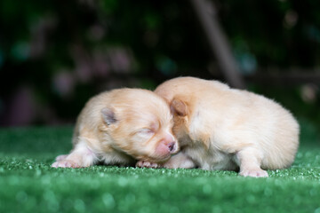 pomeranian puppies