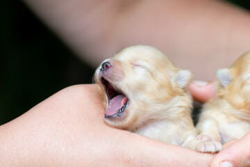 pomeranian puppies in hand