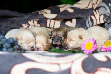 pomeranian puppies