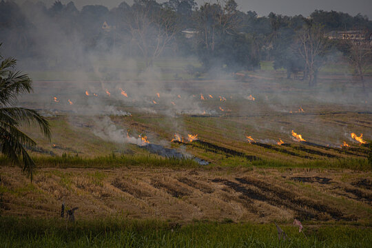 Burning agricultural fields in Thailand causing air pollution and smog