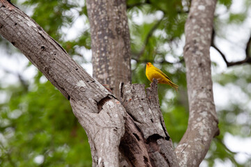 Yellow land canary perched on tree trunk in selective focus.