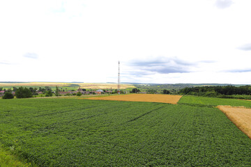 From the height of the air. Yellow-green soybean and wheat fields on agricultural lands (top view). Horizontal perspective view. The concept of a good harvest.