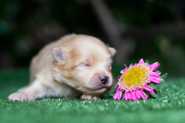 puppy with flower