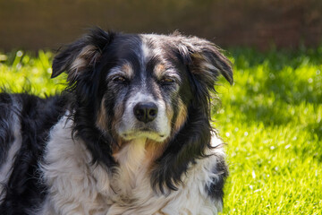 border collie dog