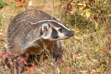 Badger in Wyoming in Fall