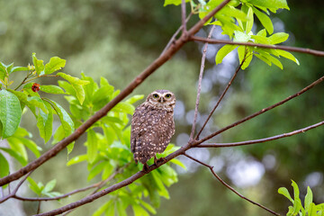 Burrowing owl perched on tree branch in close-up and selective focus with shallow depth of field blur.