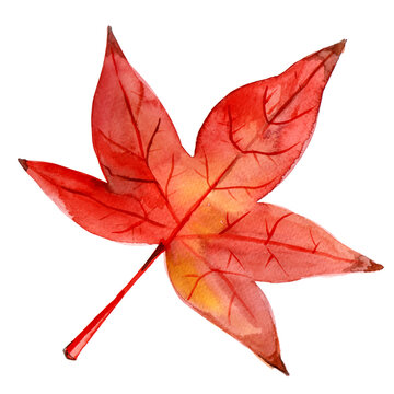 Autumn Red Fall Leaf Watercolor Illustration