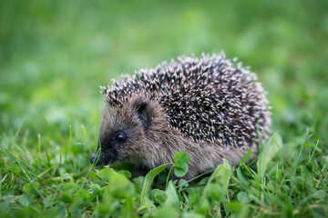 little cute hedgehog in the garden in the green grass