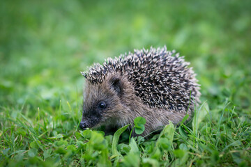 little cute hedgehog in the garden in the green grass