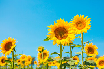 Sunflower seeds. Sunflower field, growing sunflower oil beautiful landscape of yellow flowers of sunflowers against the blue sky, copy space Agriculture