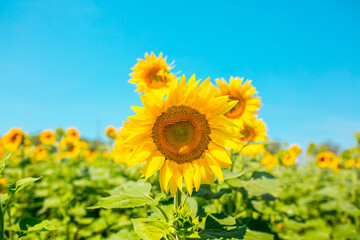 Sunflower seeds. Sunflower field, growing sunflower oil beautiful landscape of yellow flowers of sunflowers against the blue sky, copy space Agriculture