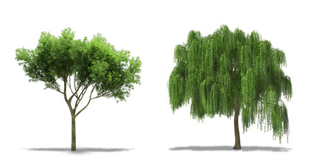 Trees (Plant) Isolated on White Background. Willow Tree (Salix) and Weeping Golden Willow (Sallows and Osiers) Plants. High Resolution