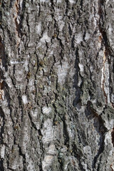 Natural structure of the bark of a pine tree. Pine bark texture.