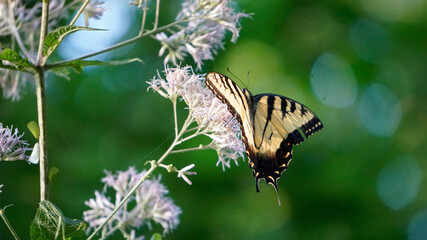 butterfly on a flower