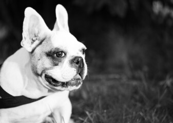 The French Bulldog