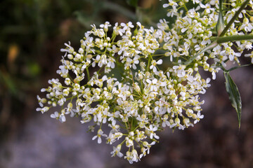 Obraz premium lepidium draba in the garden