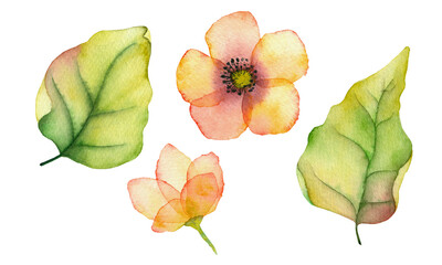 Set of watercolor elements flower, bud and leaves isolated on white background. For creating wonderful compositions, decorating postcards, invitations, business cards.