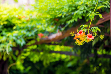 Exotic Tropical Flower White Resort, Travel Vacations Luxury Freshness Maldives Thailand, Indonesia Bora Bora Sri Lanka Bali Dominican Republic as background Jamaica Cuba Hawaii Egypt