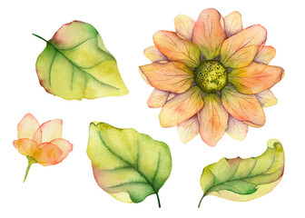 Set of watercolor elements flower, bud and leaves isolated on white background. For creating wonderful compositions, decorating postcards, invitations, business cards and packaging in eco-style.