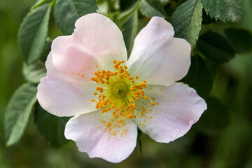 field rose and rosa arvensis 
