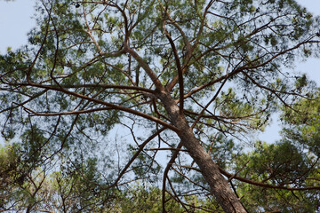 Close-up photo of green pine tree. Beautiful tall pine tree under blue sky. Low angle perspective tree. High quality photo