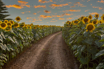 Path through a sunflower field in Wisconsin