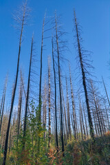 The landscape after a forest fire. Bare trunks of fir trees in the forest after the fire.