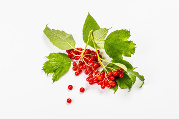 Ripe viburnum berries isolated on white background