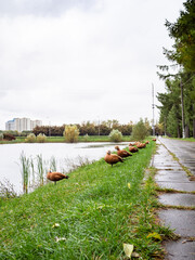 Obraz premium row of red ducks on bank of city pond in rain