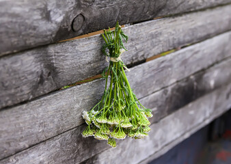 Freshly picked medical herbs hanging on wooden wall outdoors. Yarrow plant.