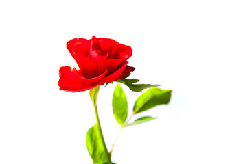 Red rose on white background