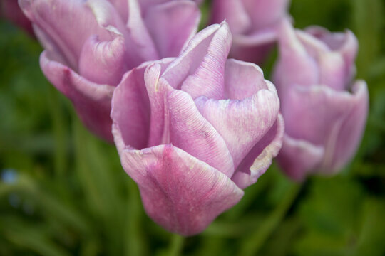 Tulpen