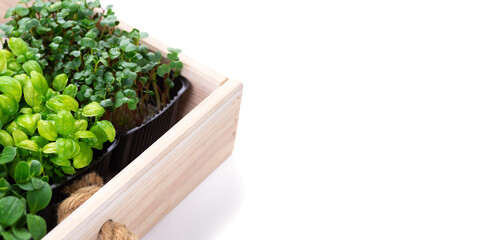 Mixed micro greens in growing trays in a white wooden box. Microgreens of onions, basil and radishes, we grow microgreens