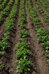 Smooth rows of young potato bushes stretching into the distance. The land between them is freshly cultivated