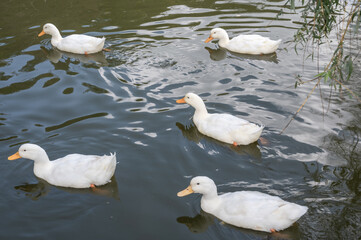 Fünf Enten auf dem Wasser