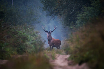 Red deer in forest © alexugalek
