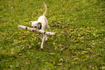 A small white dog, a Russian toy terrier, carries a huge birch stick . - Powered by Adobe