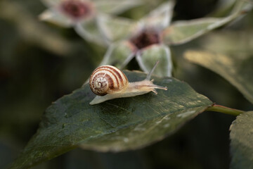 A snail is crawling on a green leaf. The snail eats a rose leaf. It is possible to insert text. Close up of a flower leaf.