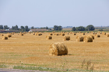 Bales of hay on the field in the form of rolled rolls in the summer.