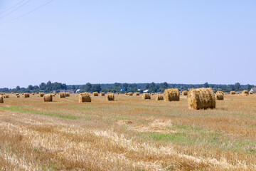 Bales of hay on the field in the form of rolled rolls in the summer.