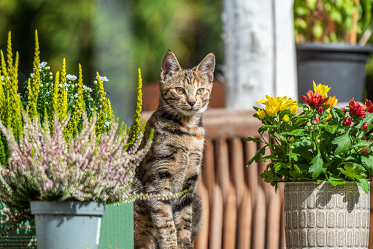 Katze im Garten