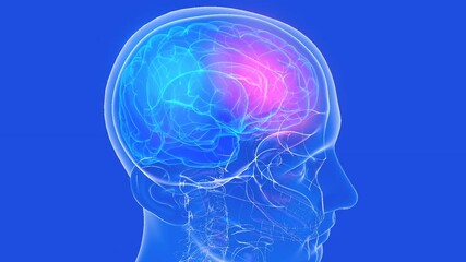 Anatomical 3d animation of the human brain showing pain. Transparent head and neck made of glass, rotating, on a blue background.