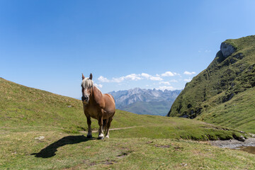 a Pyrenean pony alone in front of a magnificent mountain panorama