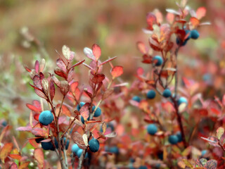 Blaubeeren und Preiselbeeren im Herbst - bluebrrries and cranberries in autumn - Vaccinietum