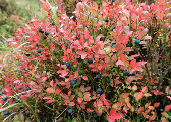 Blaubeeren und Preiselbeeren im Herbst - bluebrrries and cranberries in autumn - Vaccinietum