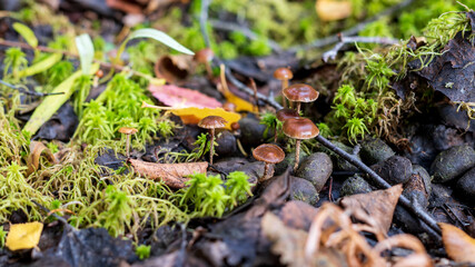 Galerina marginata mushrooms in the forest in autumn.